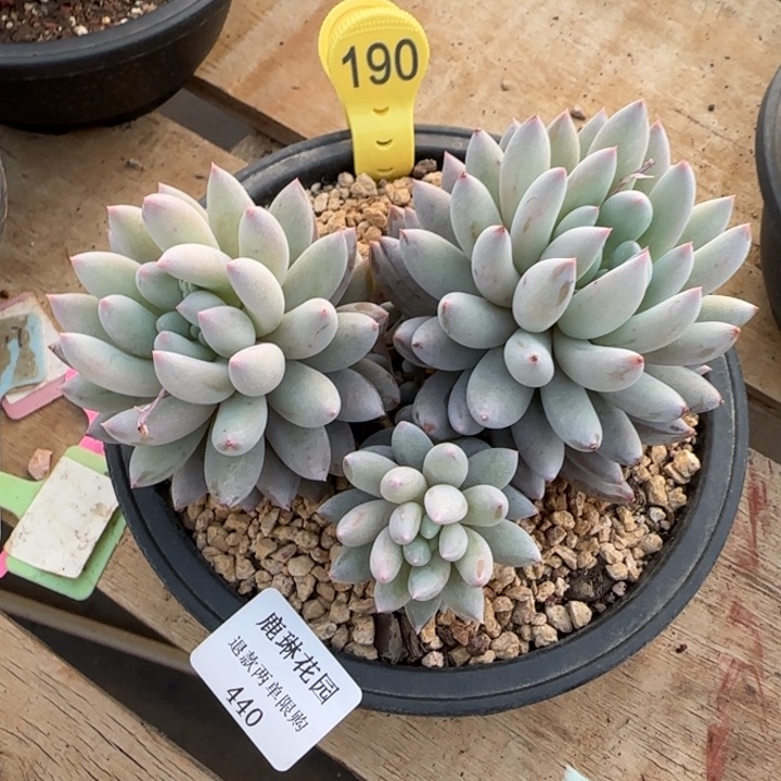 闪购精品多肉440号