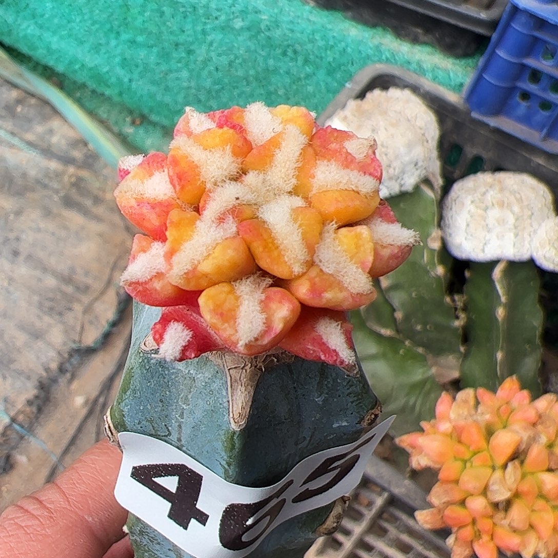 无花朵福利黑牡丹锦465