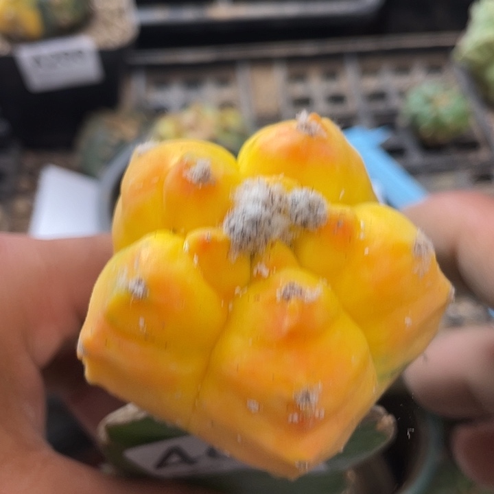 龟甲绞油，鸾凤玉465号