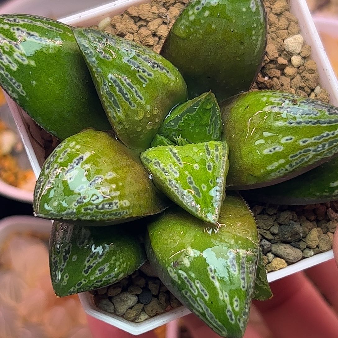 达***佳实生寿十二卷多肉