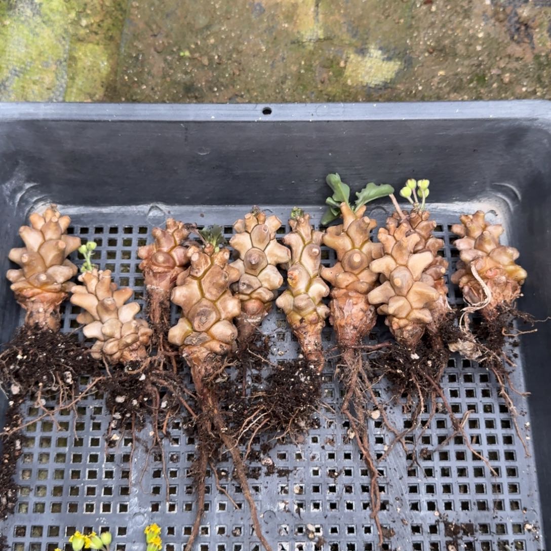 蛮鬼塔厚敦菊量拍多肉植物