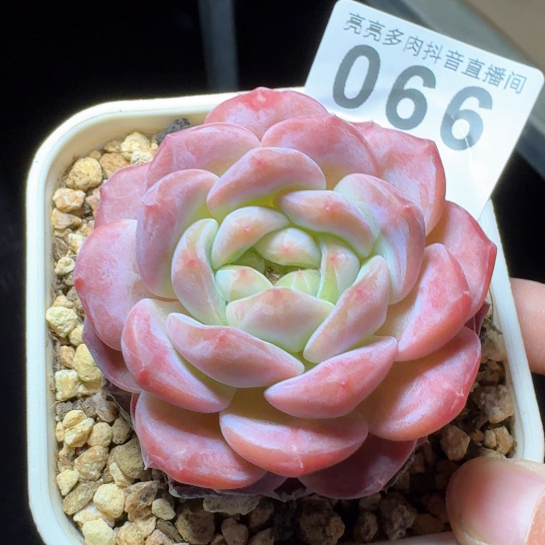 福利冰魄         多肉植物