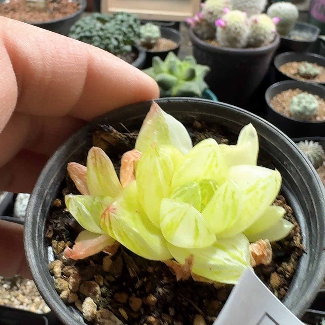 修***鱼535京之华锦脱土发货