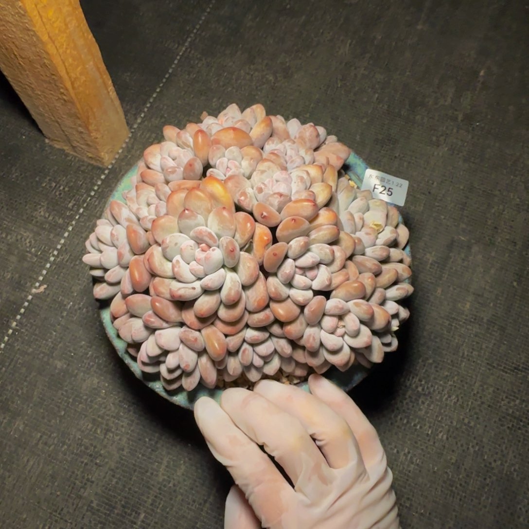 f f f f f f f f 25