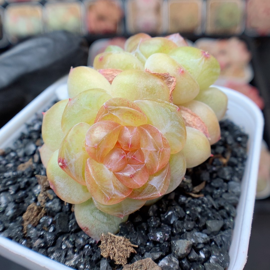 多肉植物。 糖心17