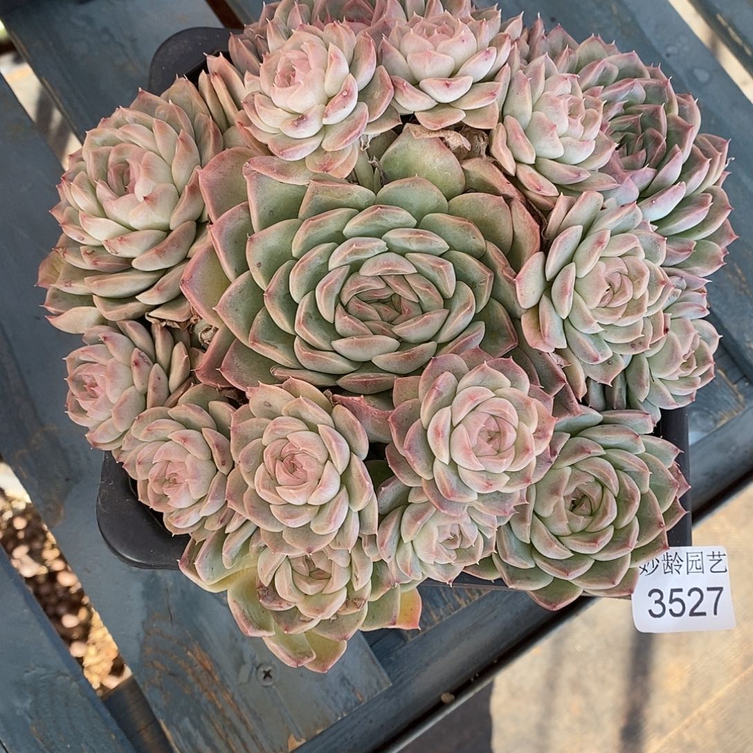 可***头3527杂交老桩基地～18厘米