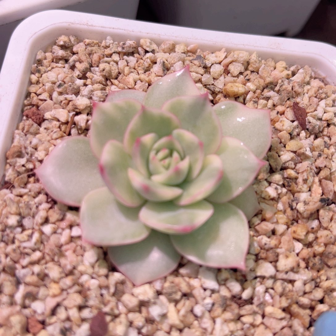 尚品特价粉色提示锦