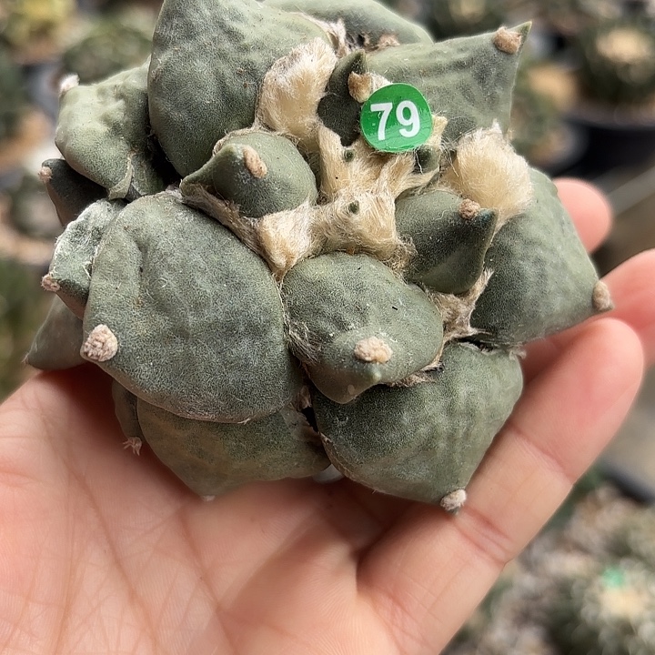 袖蒲苗接落地仙人球79