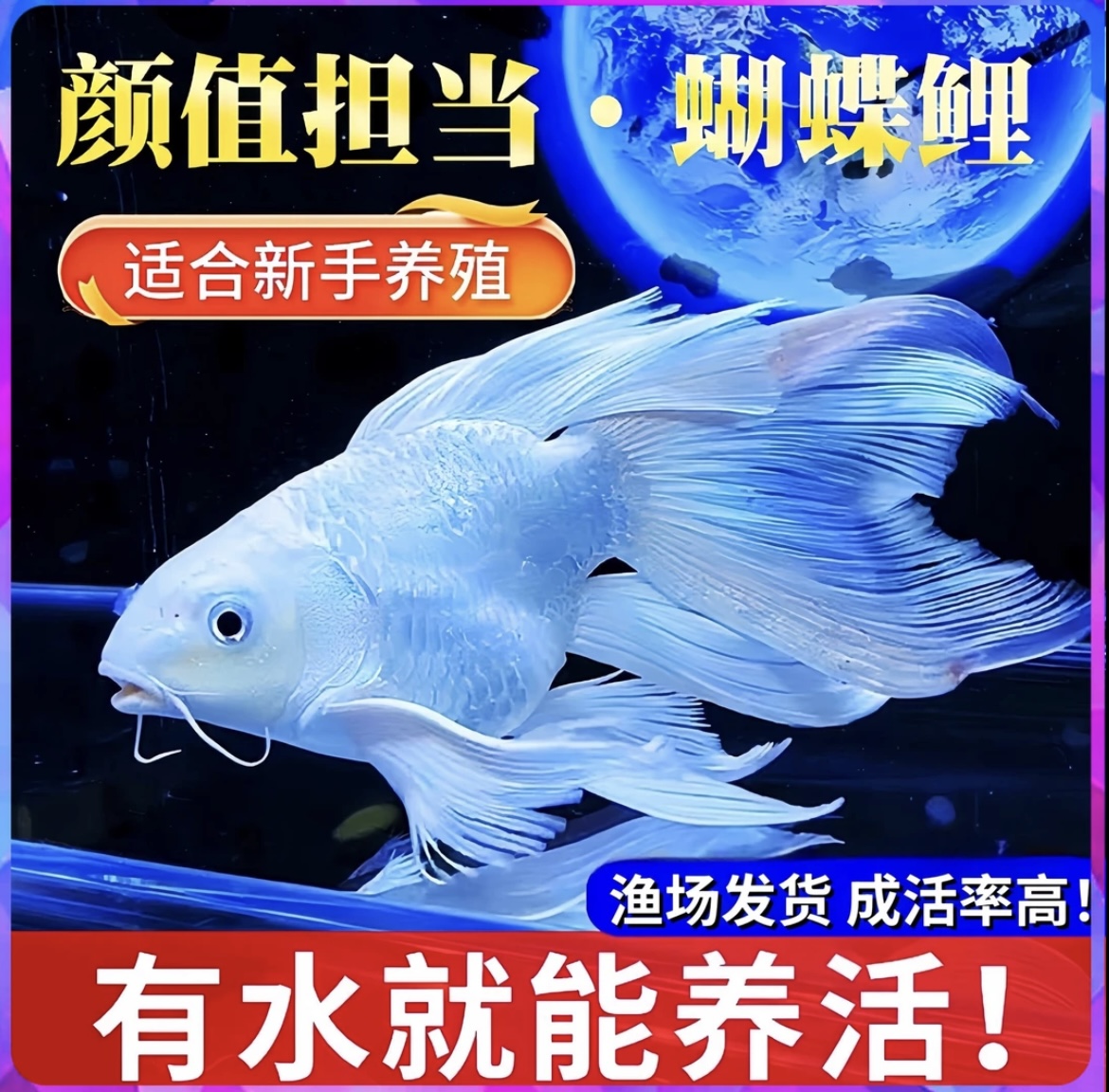 狮子头蝴蝶鲤纯种石膏白赛级短球体观赏鱼淡水精品活体11-13尺寸