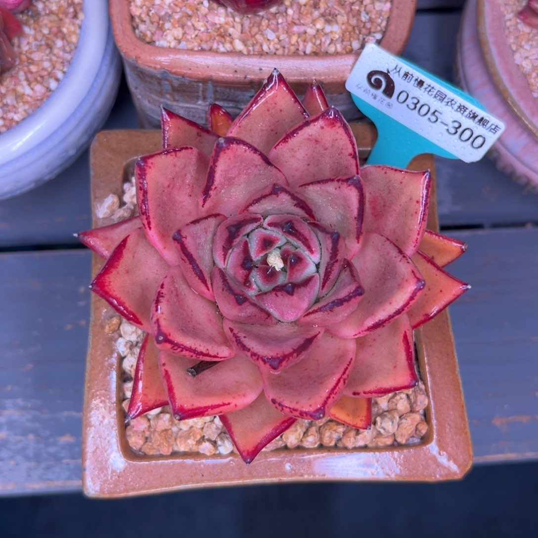 多肉一物一拍0305-300