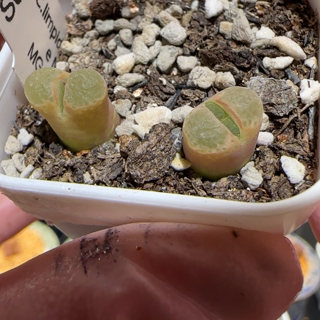 肉锥多肉植物百科-粉樱875