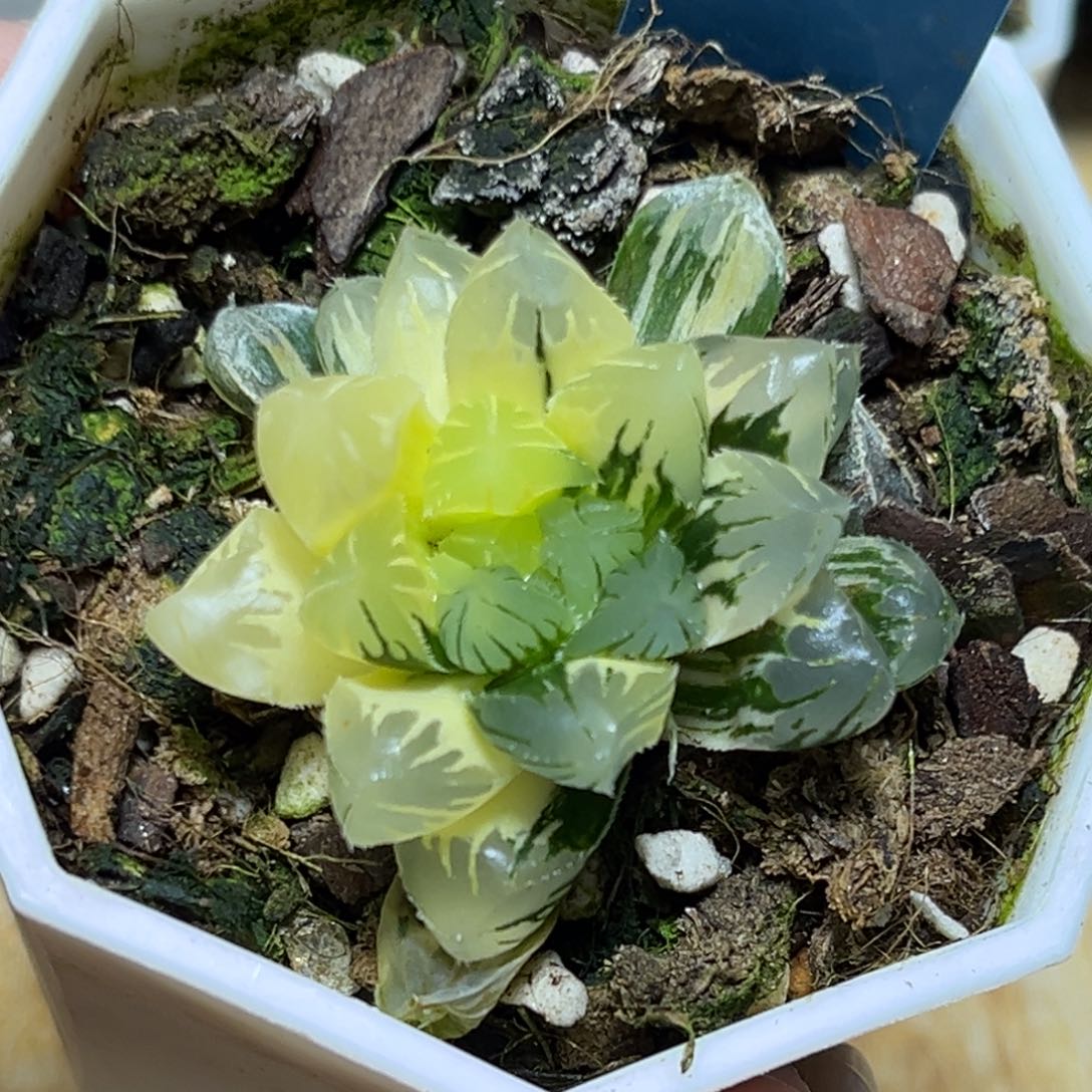 恭喜发财大吉大利657