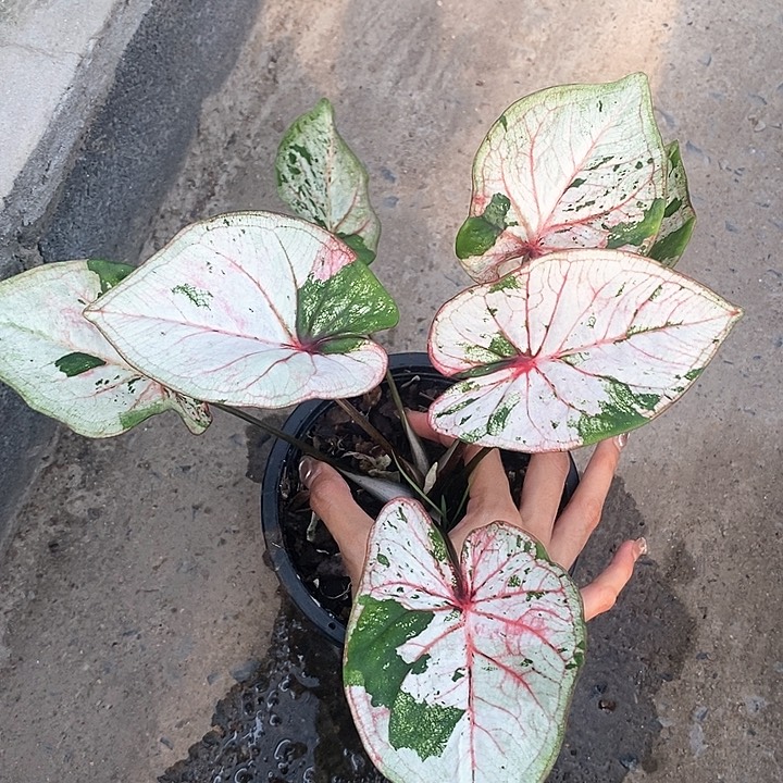 泰国彩叶 01-0203