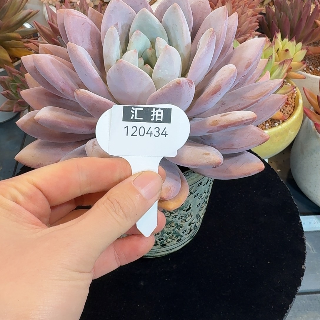 精品多肉植物120434