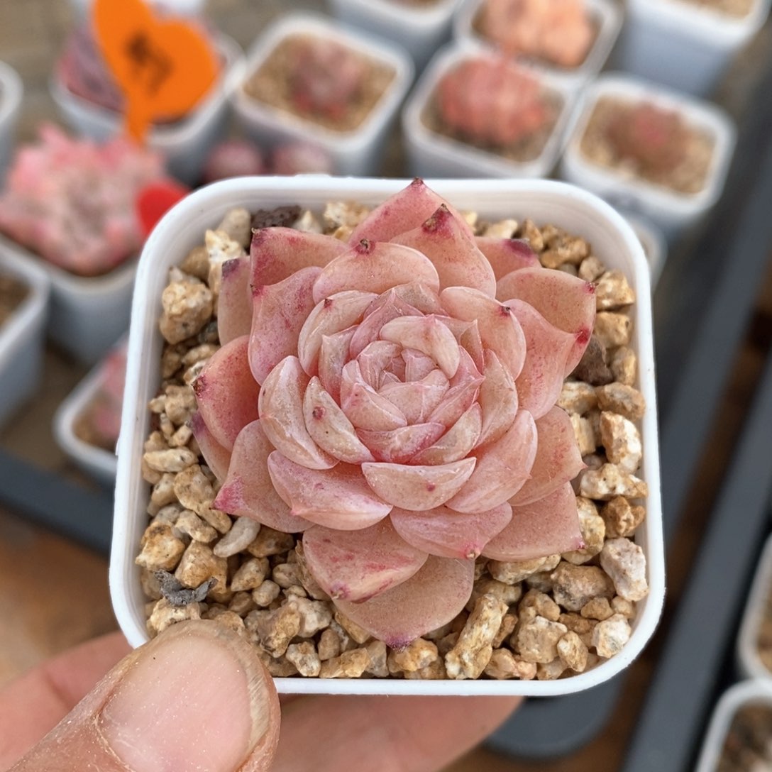 精品多肉一物一拍不包整92