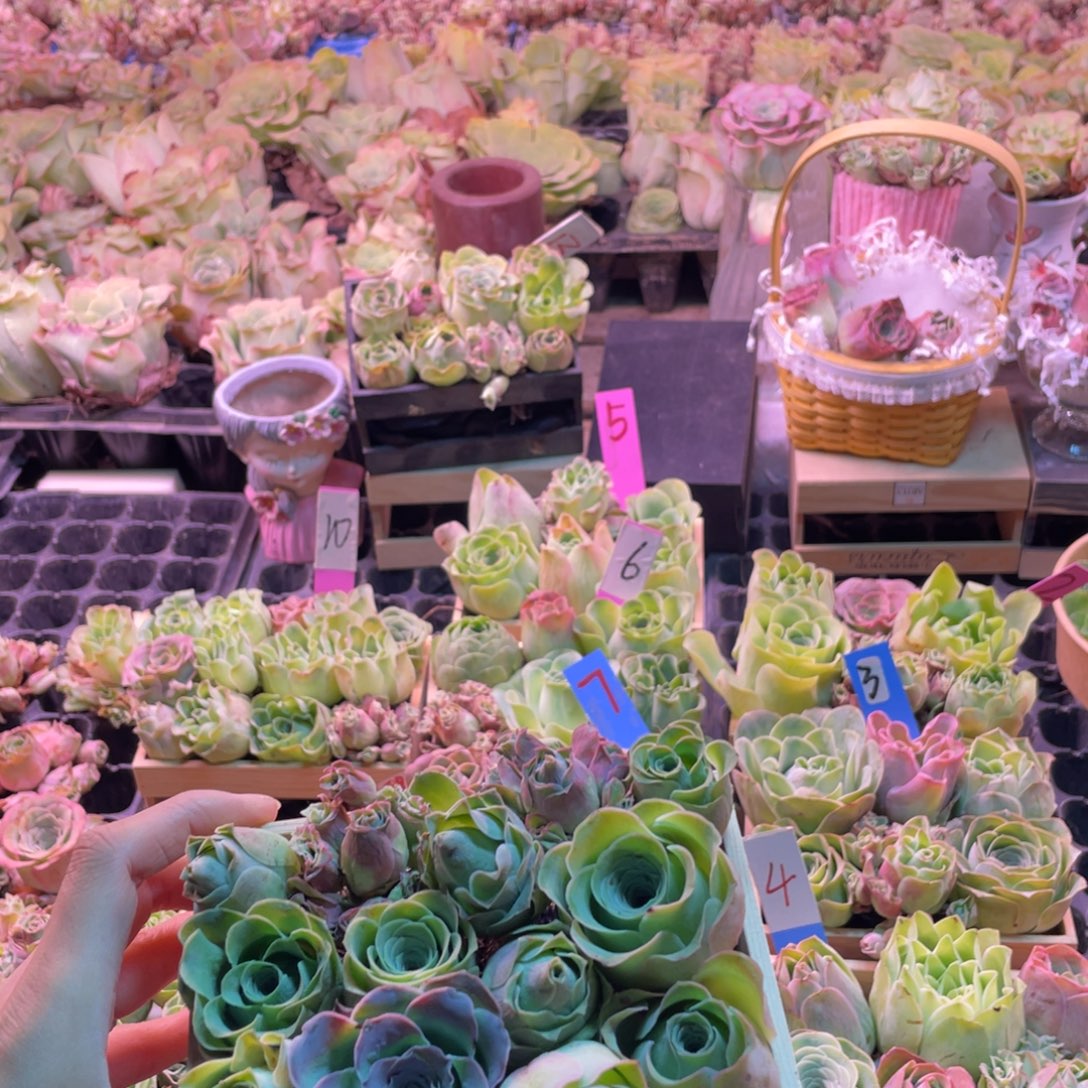 繁***。多肉植物山地玫瑰80