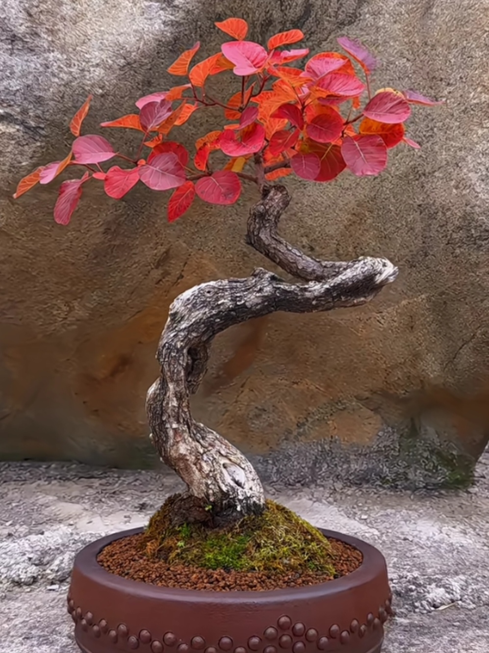 香山红叶黄荆树桩盆景盆栽黄栌黄栌盆景黄栌树红叶黄栌盆景树