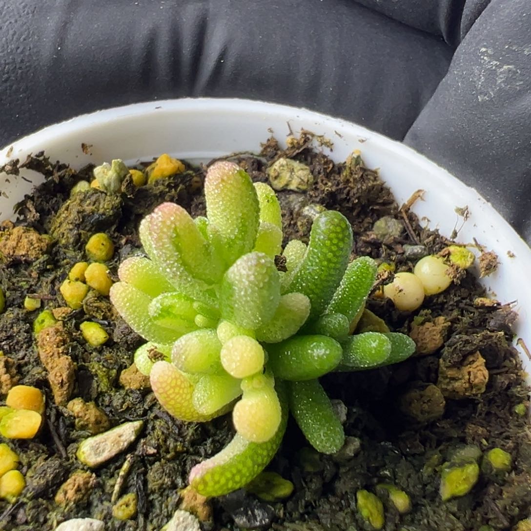 中***球多肉植物枝干米粒锦阴阳带拉丝