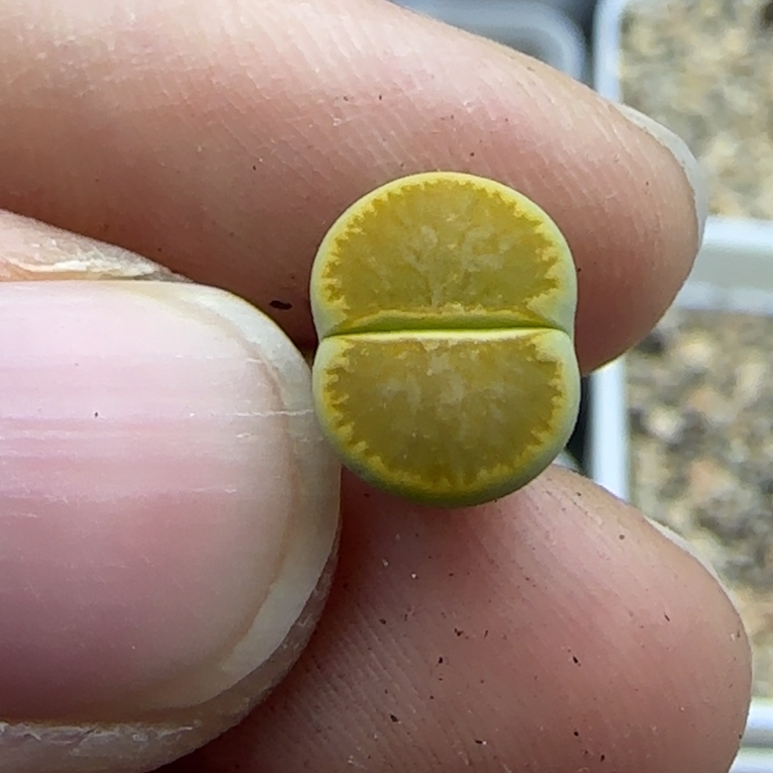 166 清框福利30包邮