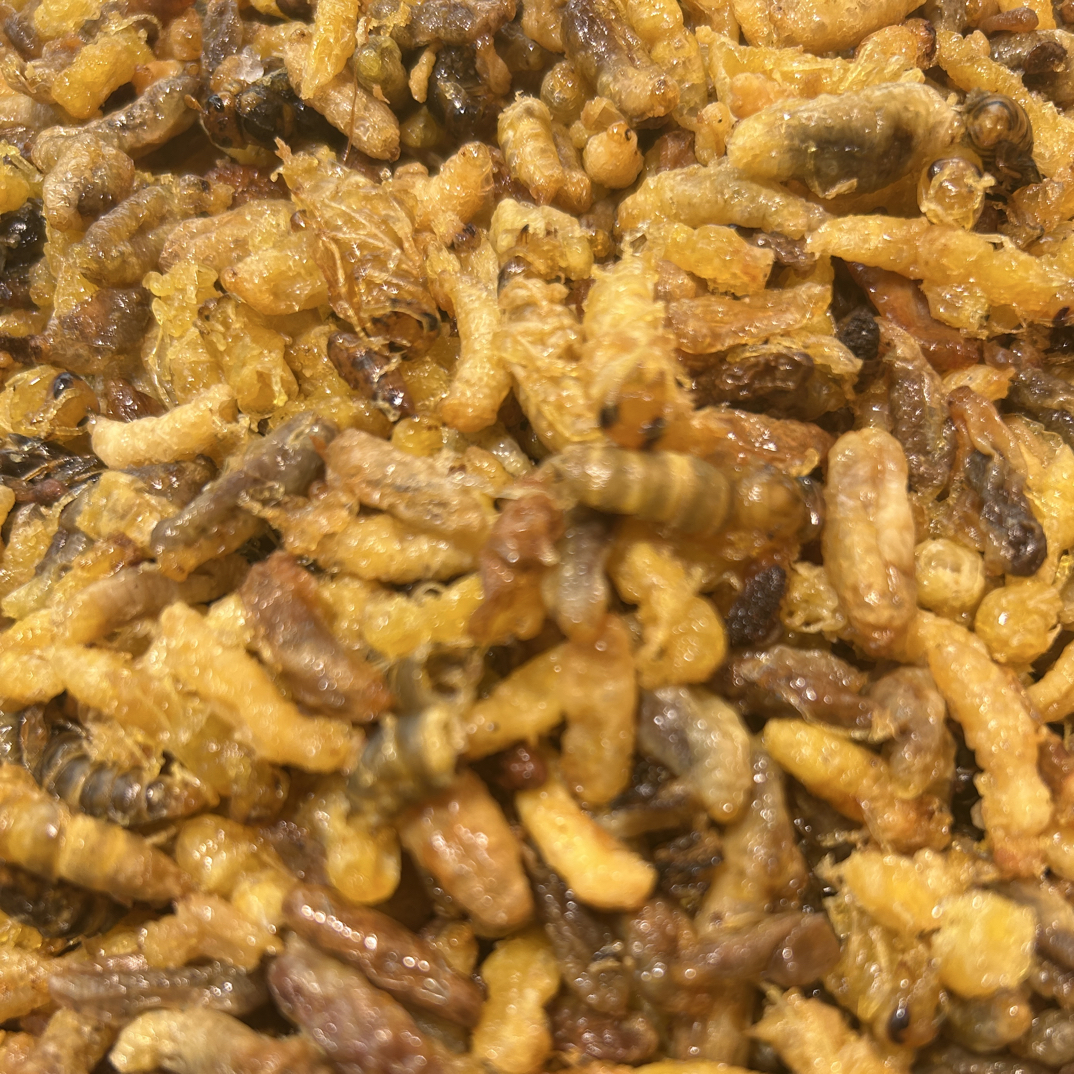【3级油炸蜂蛹】【介意慎拍】2025年油炸黄脚树蜂黄脚蜂七里蜂蛹