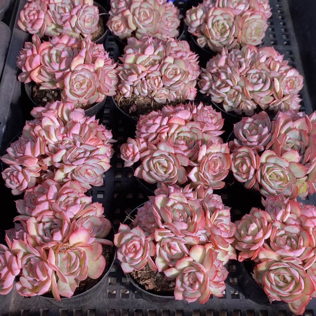 量拍52号 母本牡丹亭多头一个