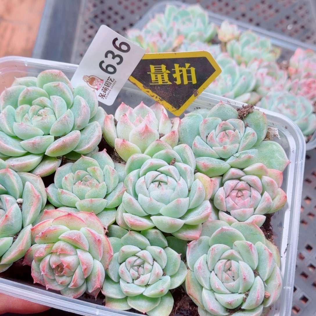 多肉植物多肉植物