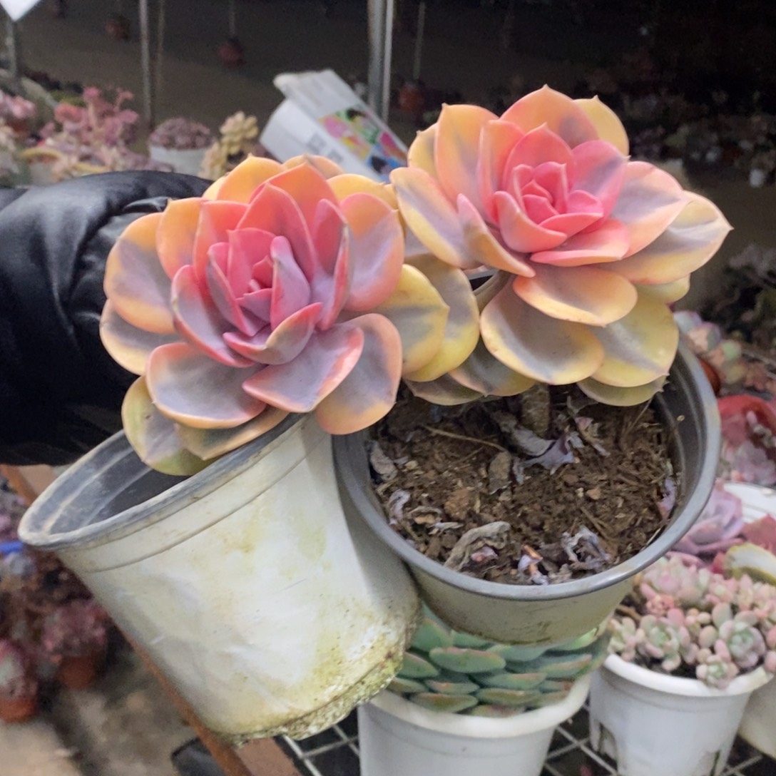 彩虹单头老桩两盆