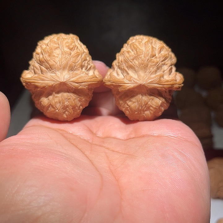 木43全品大肚南瓜敦。  