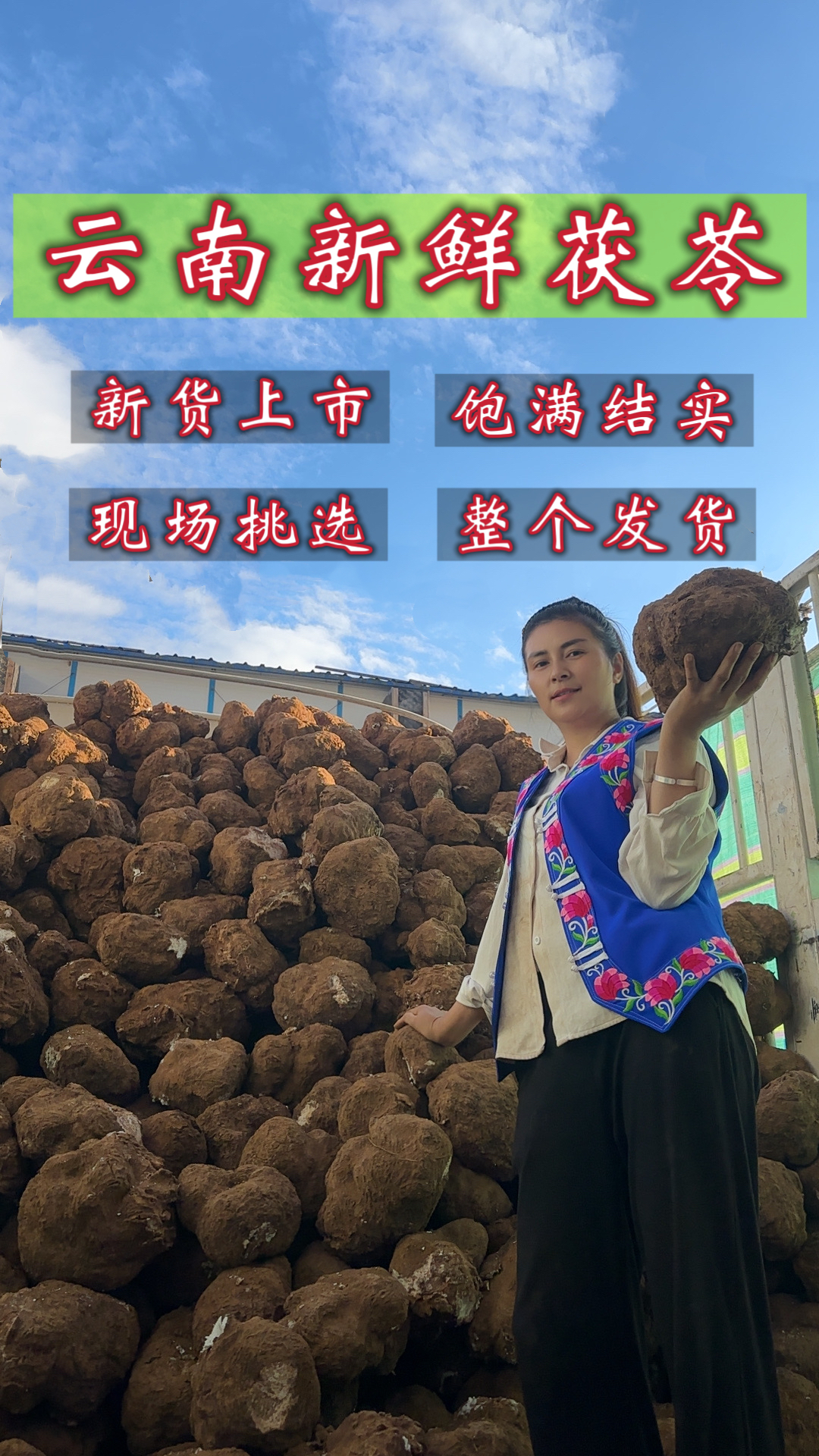 【云南深山生鲜茯苓】原生态产地直发保真老松根新鲜天然白茯苓正宗