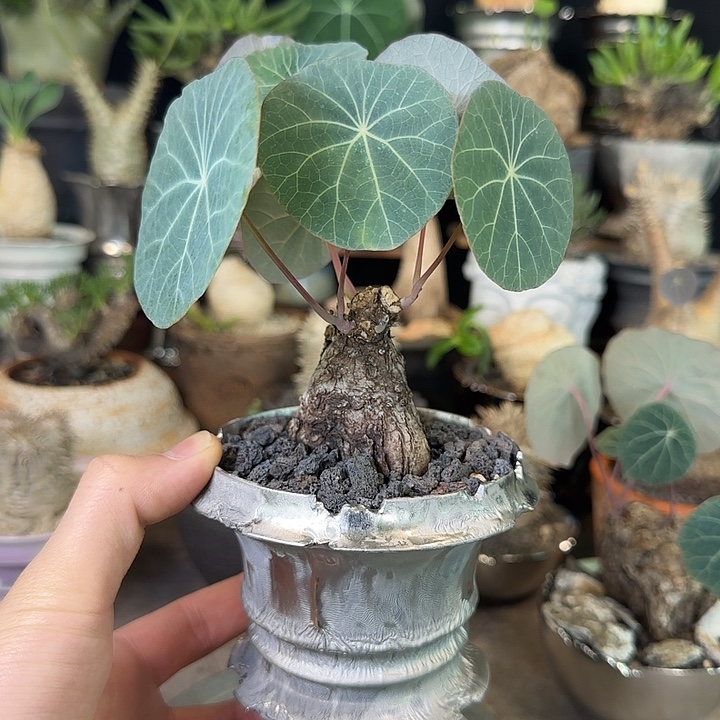 一物一拍老家一叶龟258