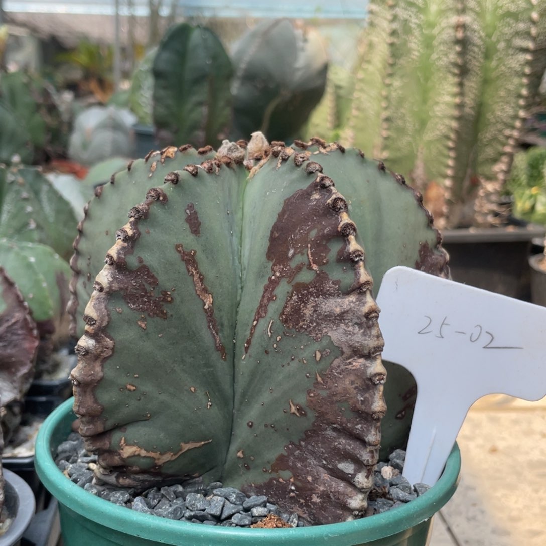 实生，老桩鸾凤玉13.7公分