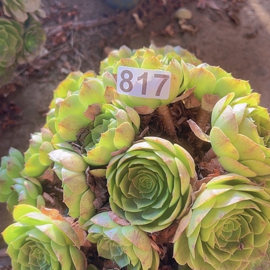 李***姐多肉植物一个撕拉碗