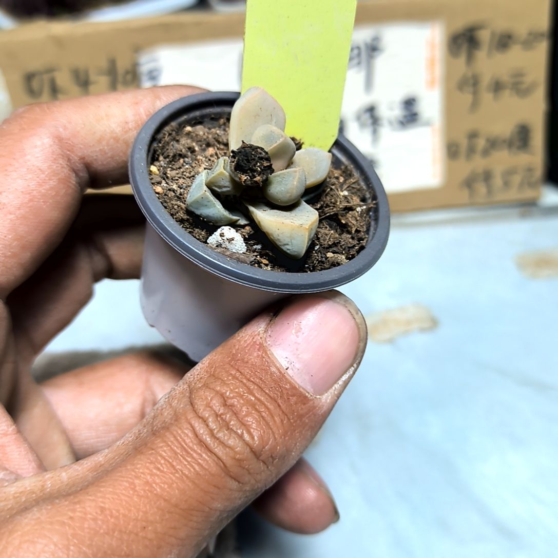 满6元包邮，魔域24号