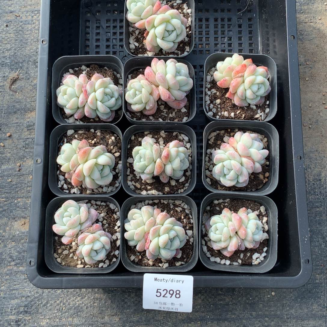 特5298冰玉双头5厘米左右10颗一组脱土发