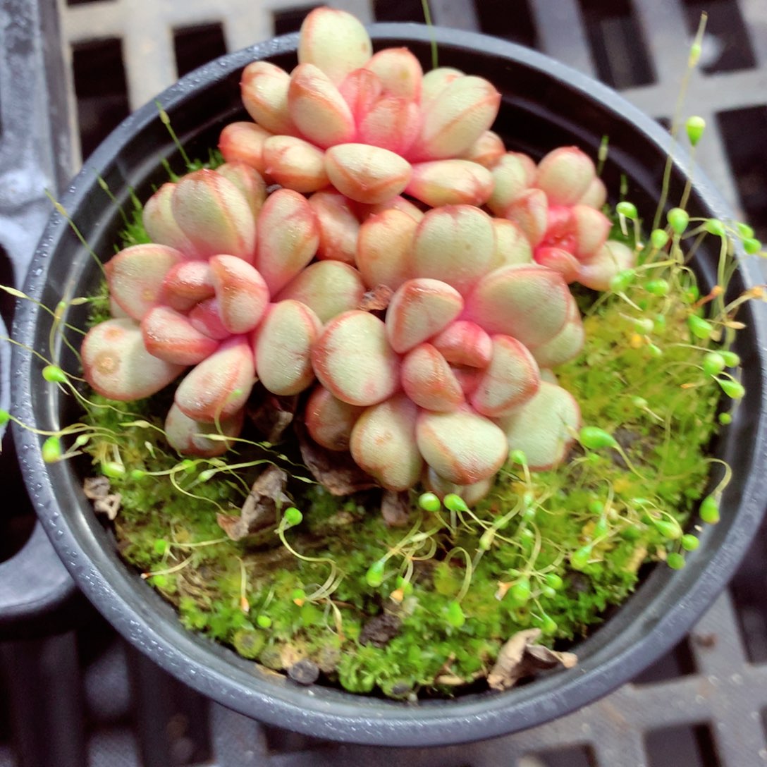 5厘米盆精控多肉303