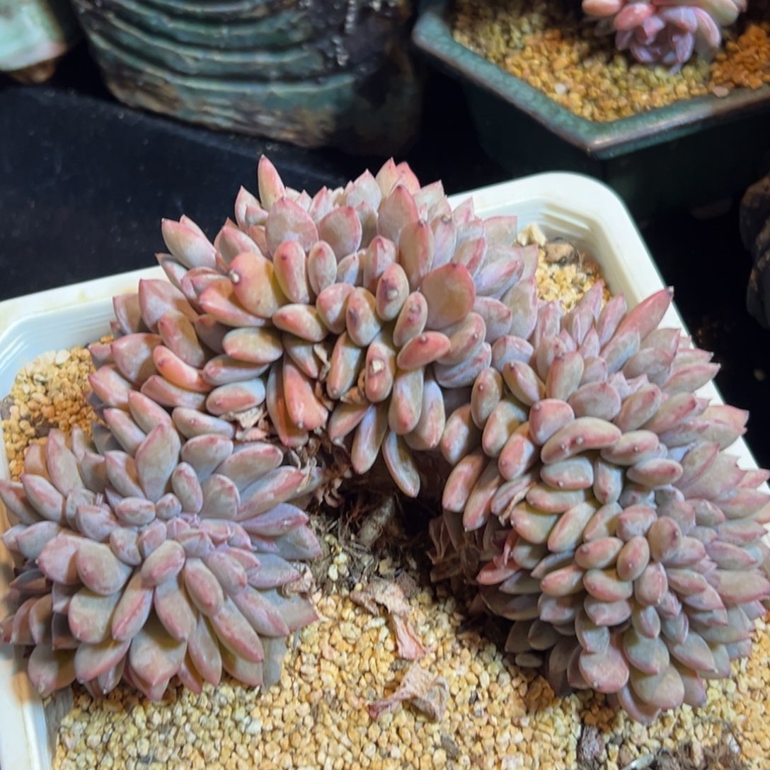 新年快乐 新年快乐