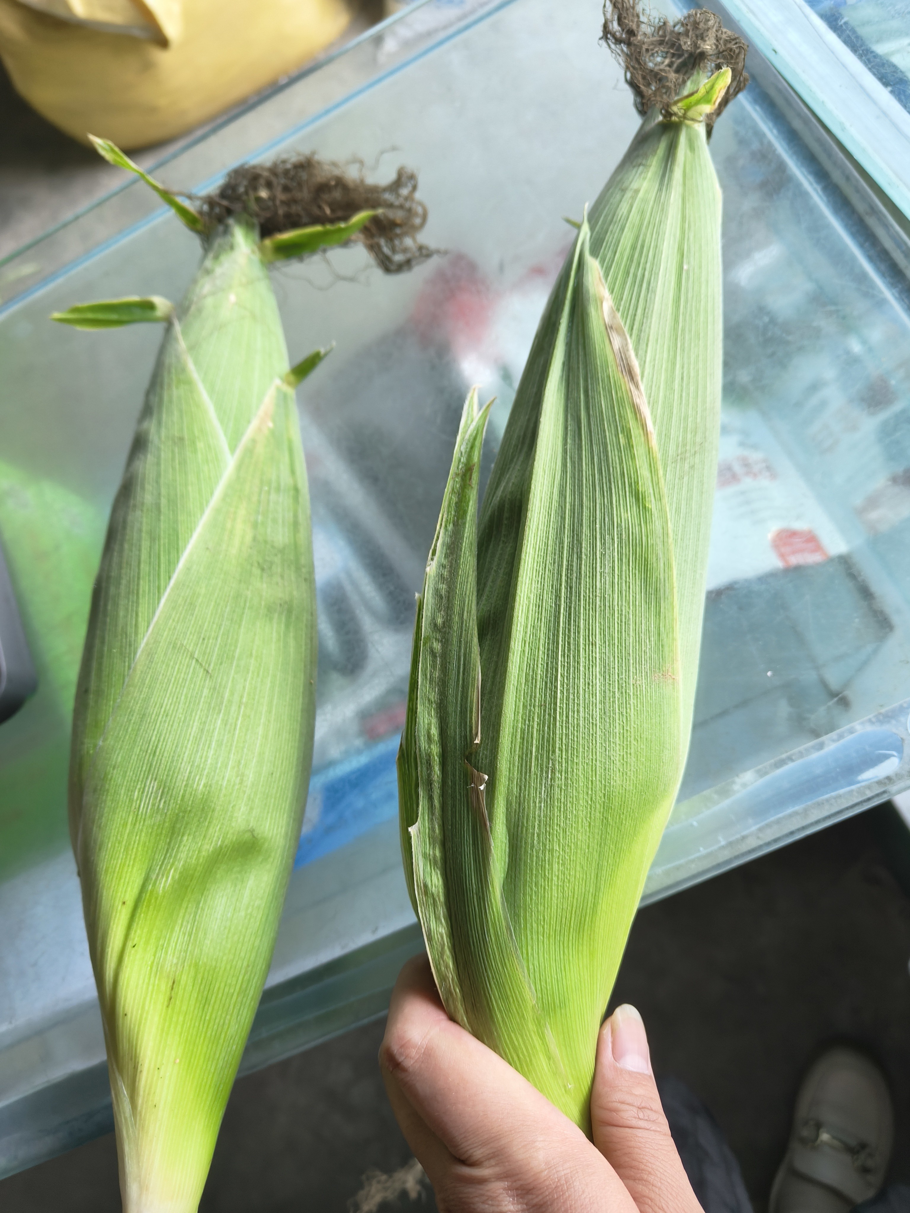 四川新鲜白甜糯玉米