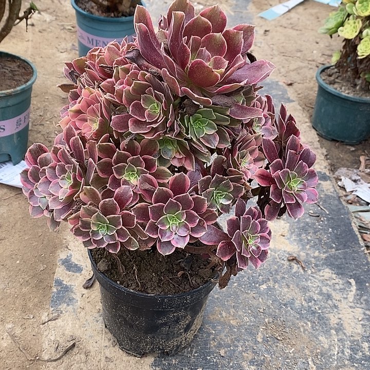 金丝雀6多肉植物法师法师法师