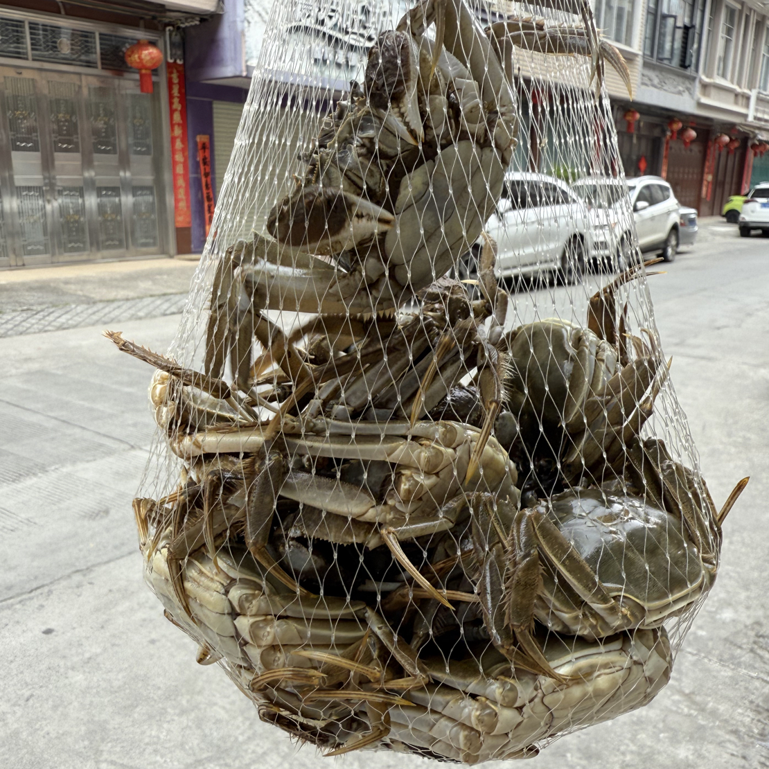 【活蟹】靖西优选全母蟹拍8只送4只（到手12只）单只约1.3两同城配送