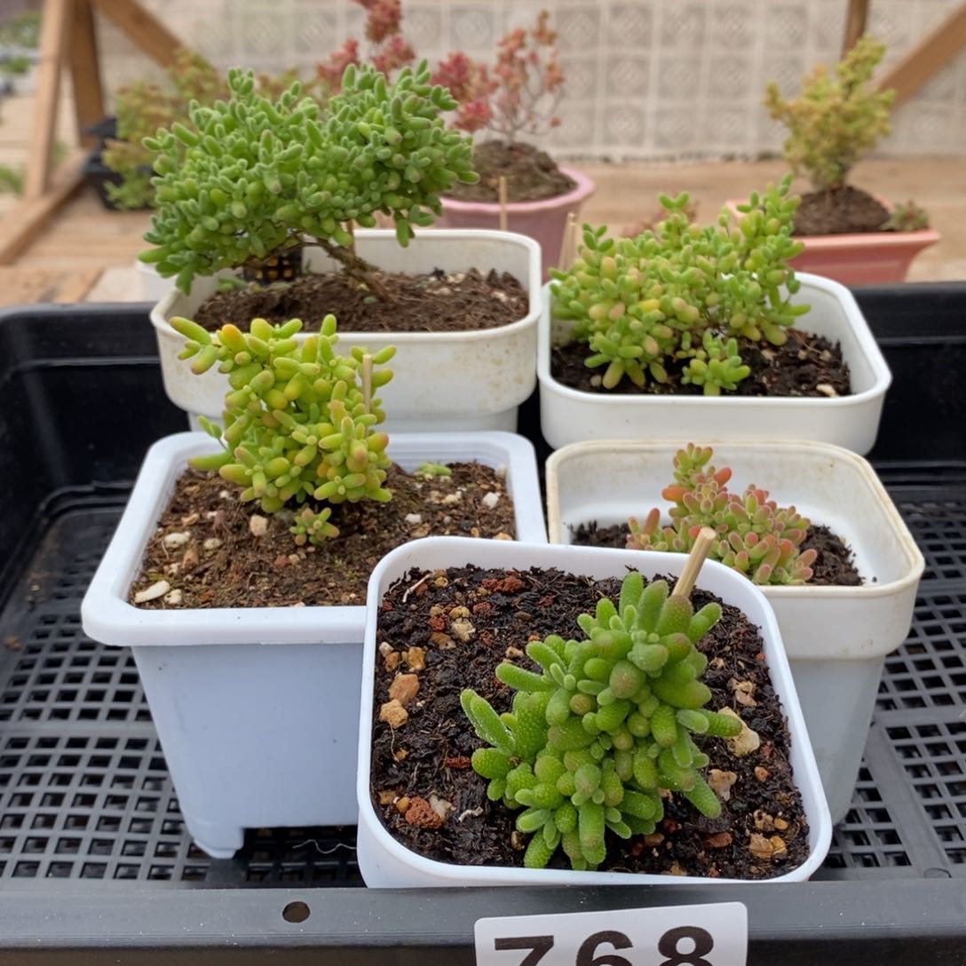 枝干番杏多肉植物768