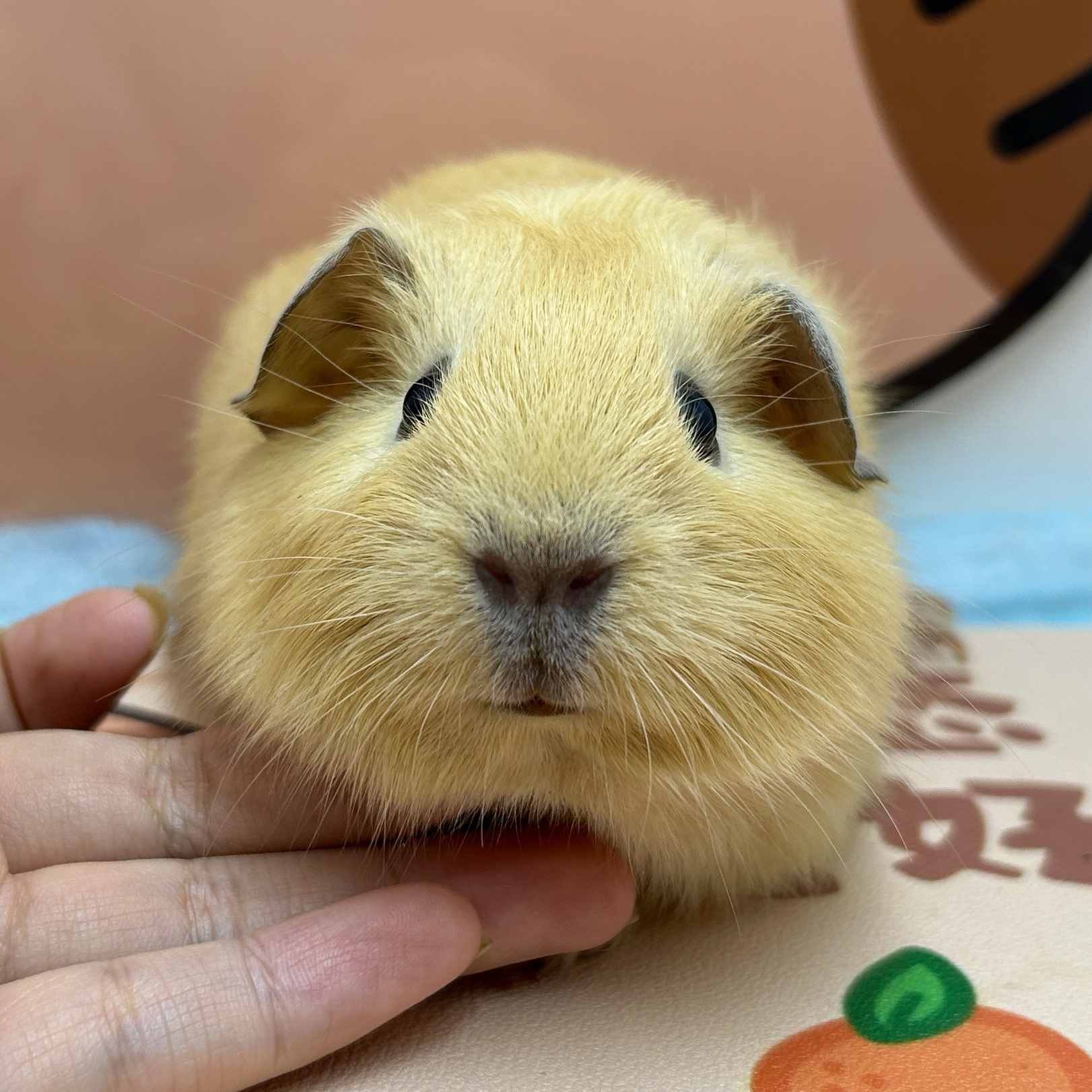 宠物豚鼠奶黄英短荷兰猪妹妹