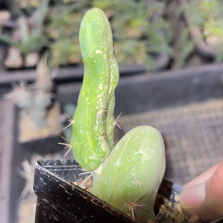满38包邮2天凑单，脱土晾根发货多肉植物