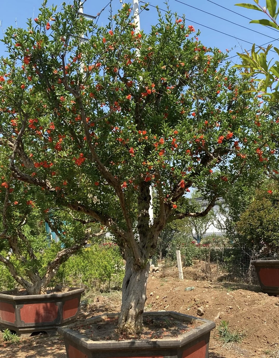 多品种庭院花苗盆栽一物一拍