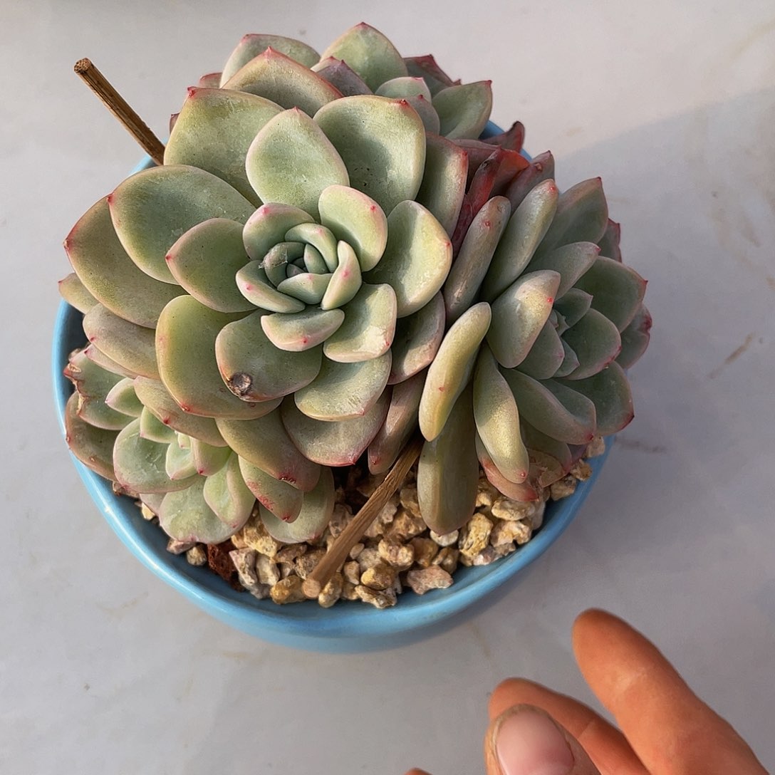 泡芙多肉多肉多肉