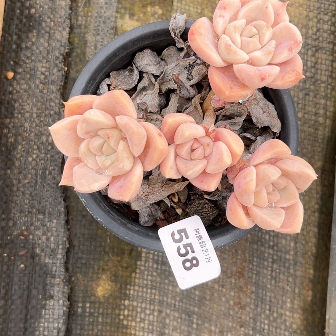 阿雅园艺。         脱土发货558