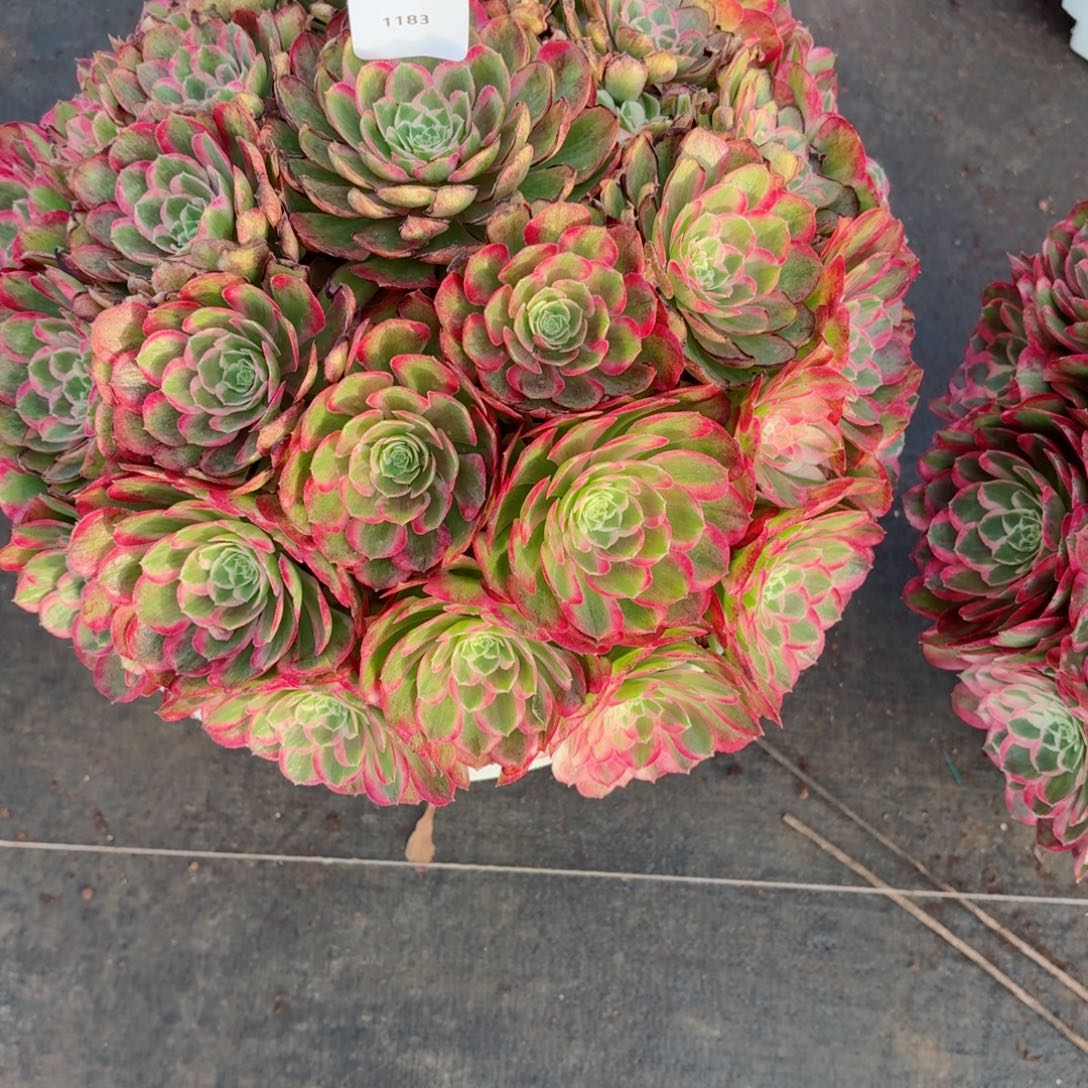 我***屎31法师锦多肉1183孔雀翎