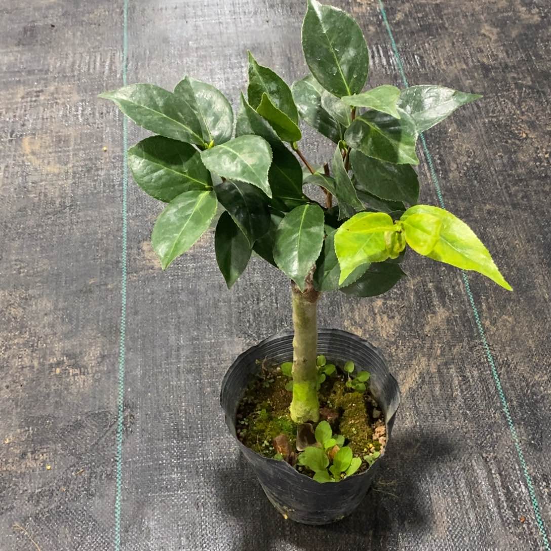 大部分花苞少量开放小白喷