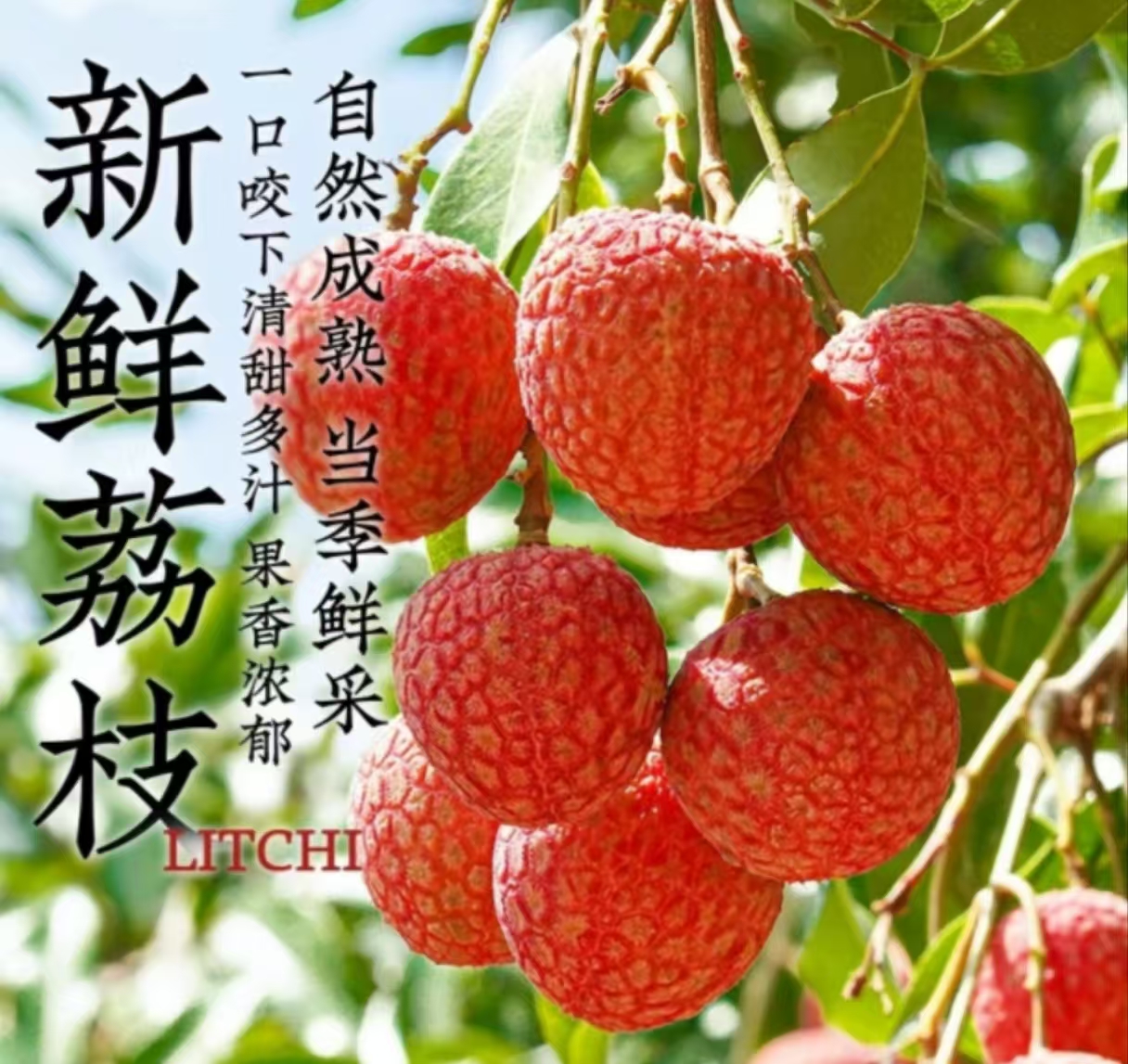 广东专享荔枝白糖罂荔枝新鲜应季水果现摘现发