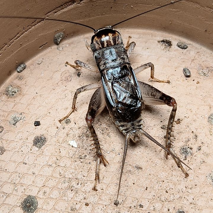 九必治哥哥的蛐蛐