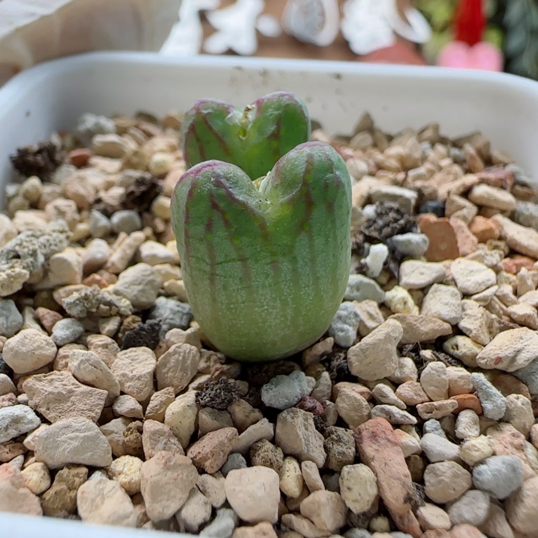 2-5-4-6全场8.8折满58包邮精品杂交脱土